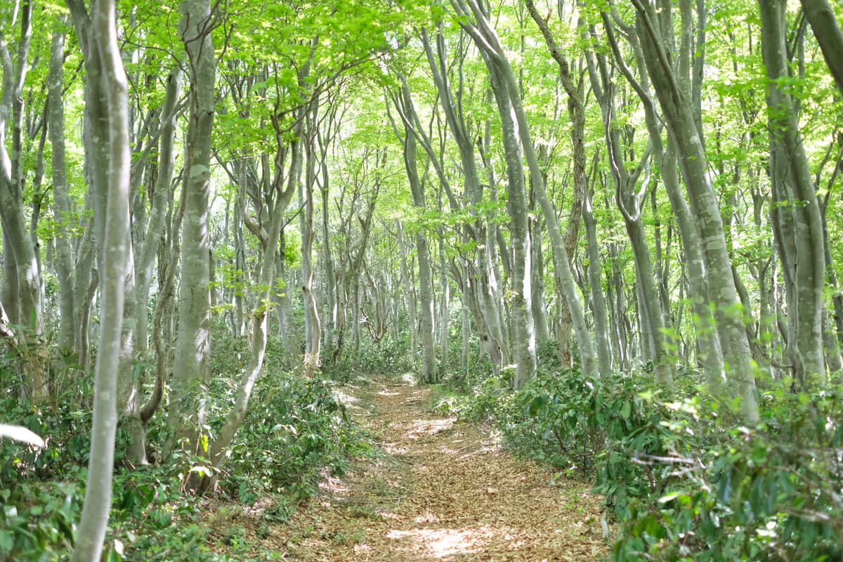 4合目付近のブナ林
