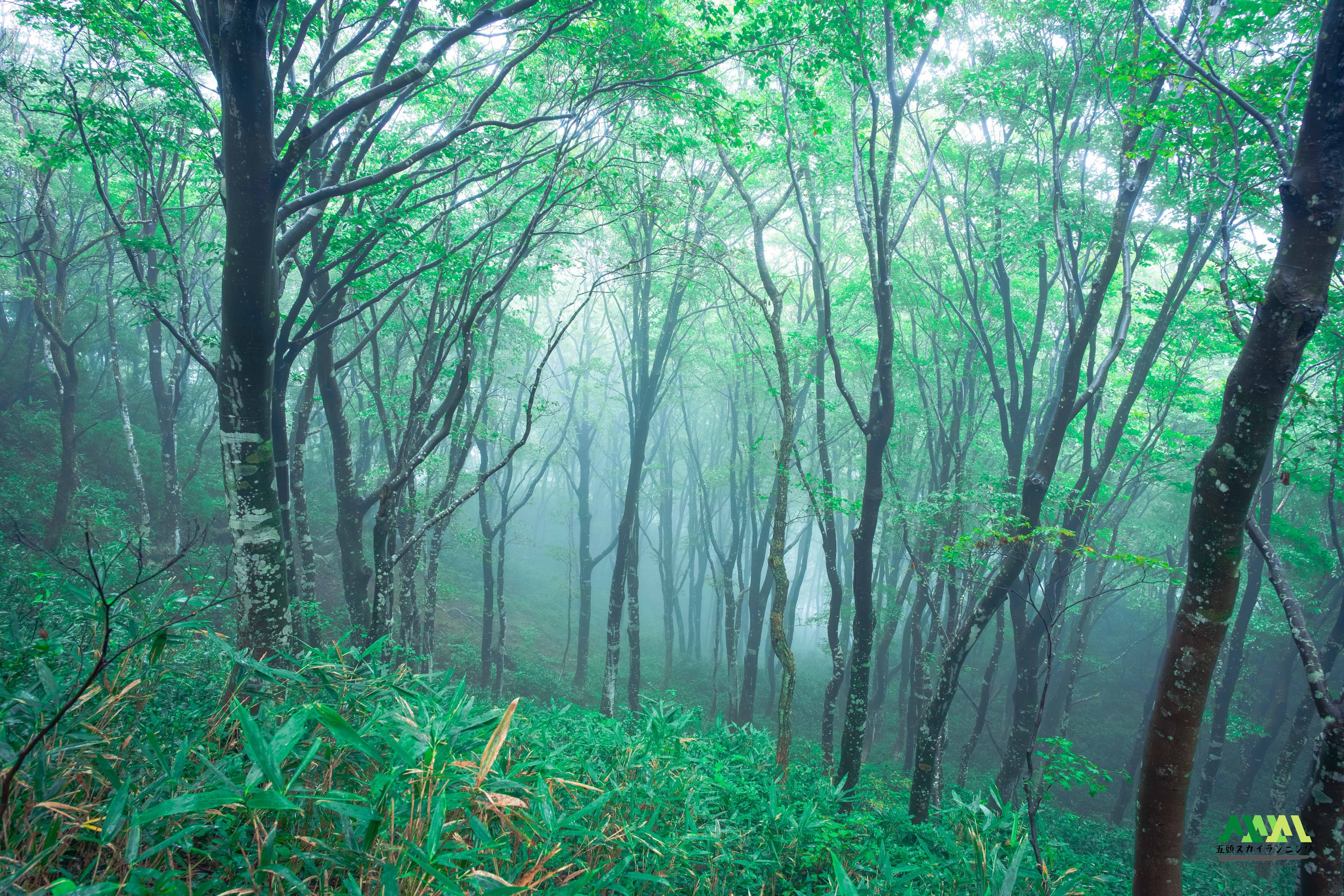 五頭連峰の森
